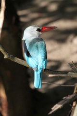 Halcyon senegaloides