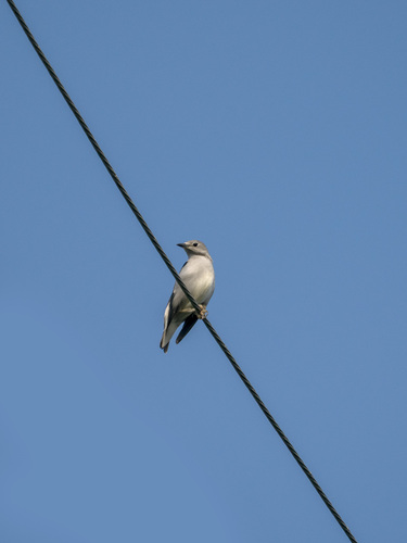 Daurian Starling