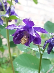 Aquilegia atrata