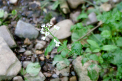Cardamine tenera