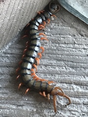 Scolopendra polymorpha