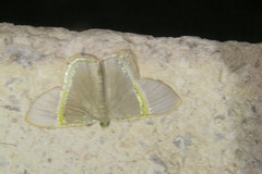 Phrygionis privignaria