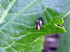 Phyllotreta armoraciae