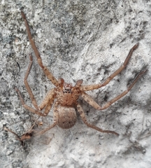 Sparassidae