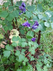 Aquilegia atrata