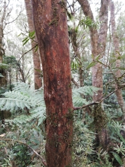 Podocarpus laetus
