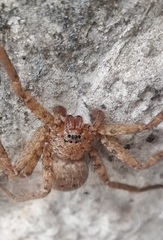 Sparassidae