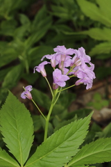 Cardamine pentaphyllos