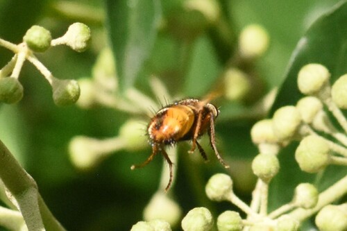 Common Tachinid