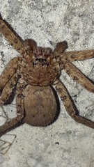 Sparassidae