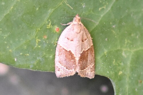 Clepsis dumicolana