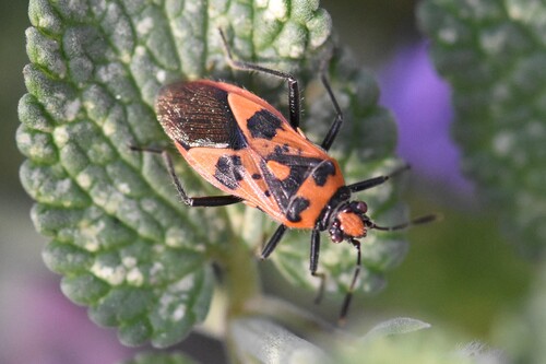 Spotted Firebug