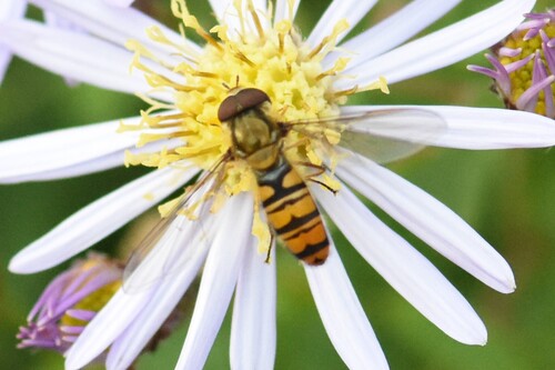 Marmalade Hover Fly