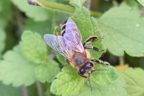 Western Honey Bee