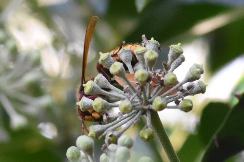 European Hornet
