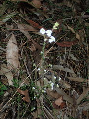 Leucopogon microphyllus