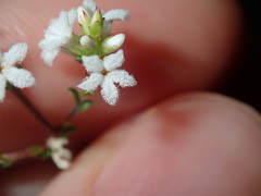 Leucopogon microphyllus