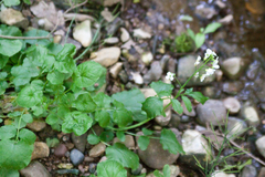 Cardamine tenera