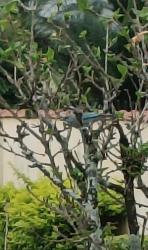 Sayaca Tanager