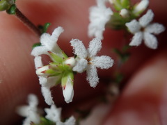 Leucopogon microphyllus