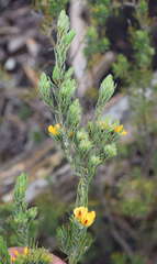 Pultenaea mollis