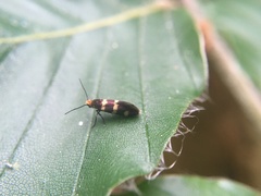 Micropterix