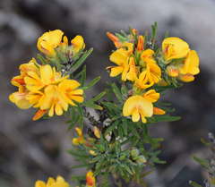 Pultenaea humilis