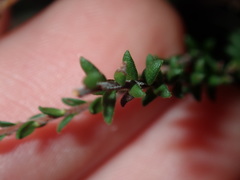 Leucopogon microphyllus