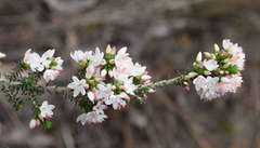 Calytrix alpestris