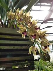 Cymbidium devonianum