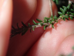 Leucopogon microphyllus