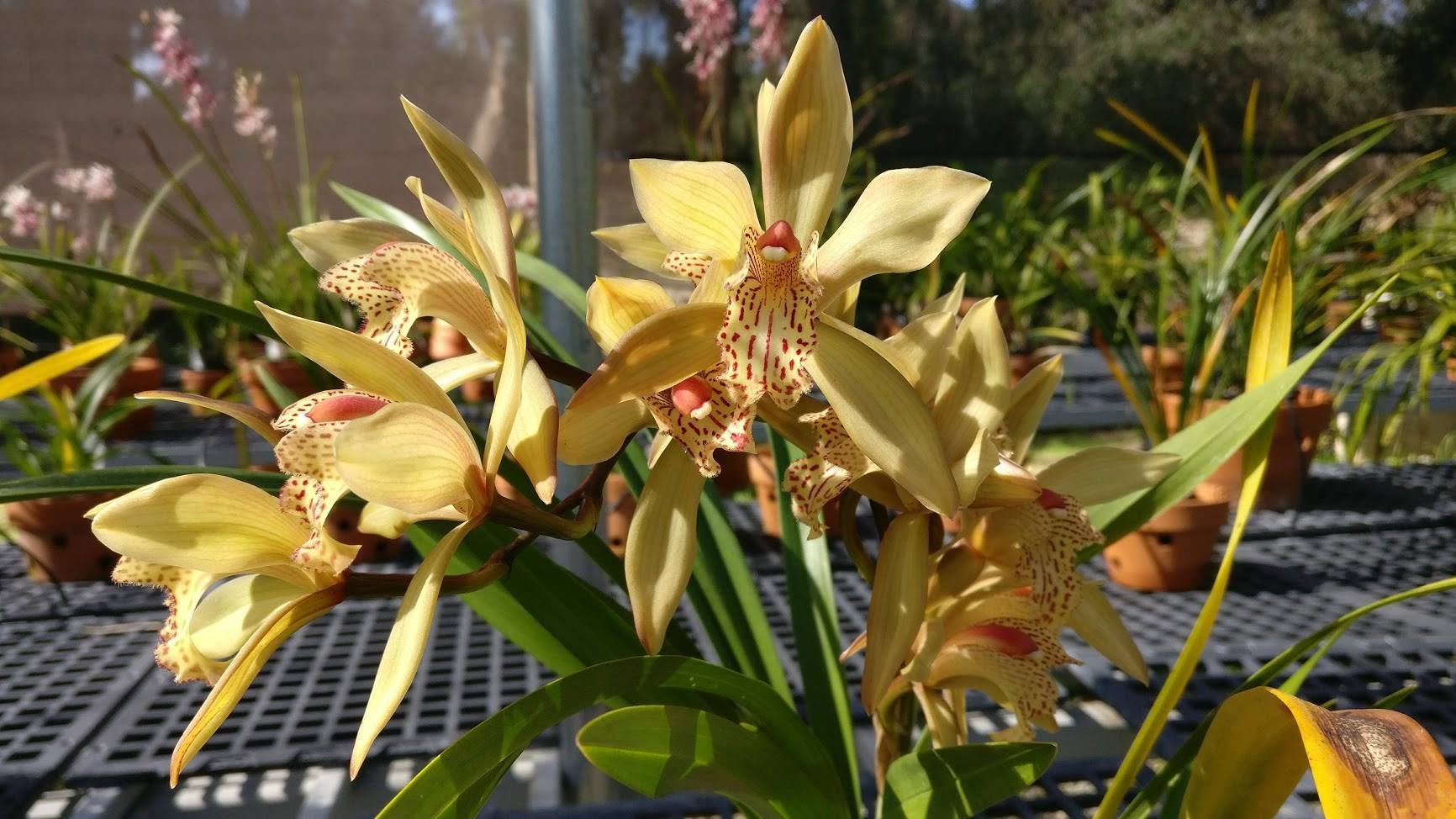 Cymbidium sichuanicum Z.J.Liu & S.C.Chen