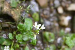 Cardamine tenera