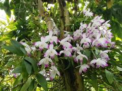 Dendrobium nobile