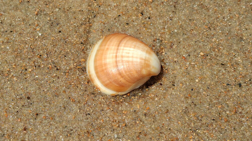 Tivela mactroides observed 2026-09-22