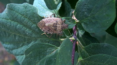Halyomorpha halys