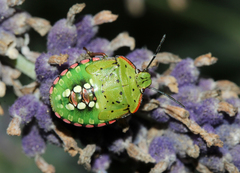 Nezara viridula