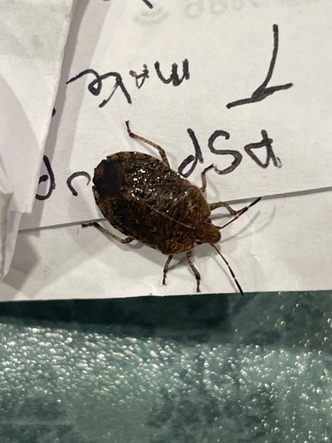 Elf Shoe Stink Bug