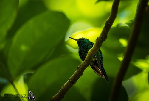 Puerto Rican Emerald