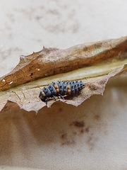 Coccinella septempunctata