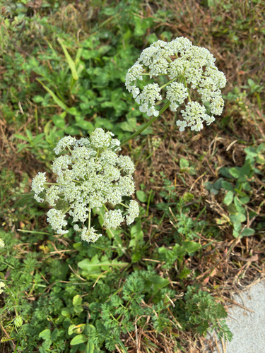 wild carrot