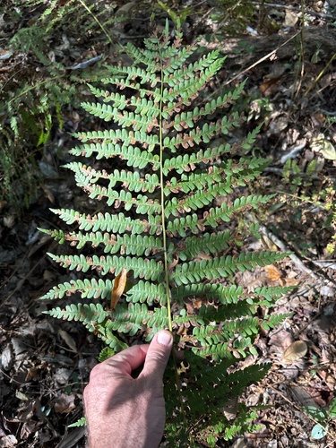 cinnamon fern