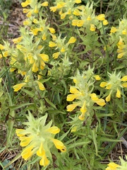 Melampyrum barbatum