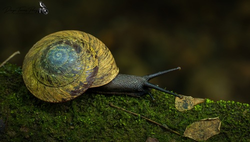 Puerto Rican Tree Snail