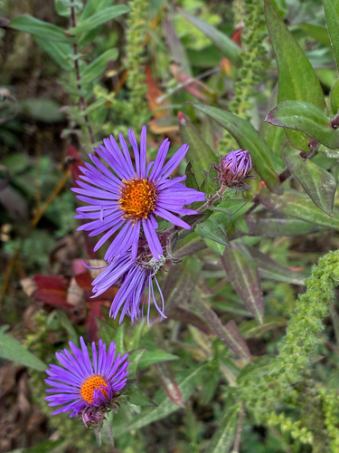 New England aster