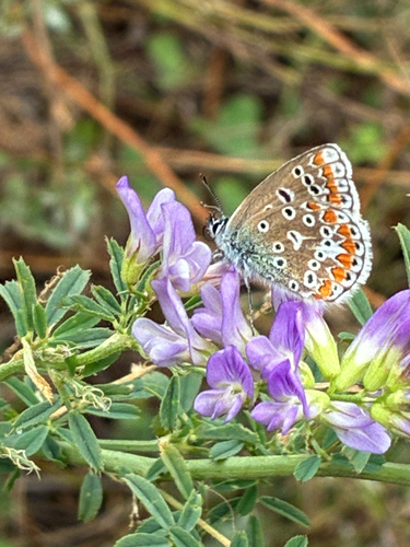 Common Blue