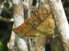 Charaxes varanes vologeses