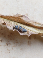 Coccinella septempunctata