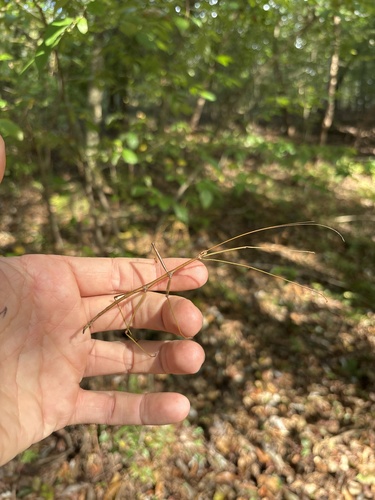 Northern Walkingstick