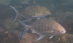 Ferdauia ferdau